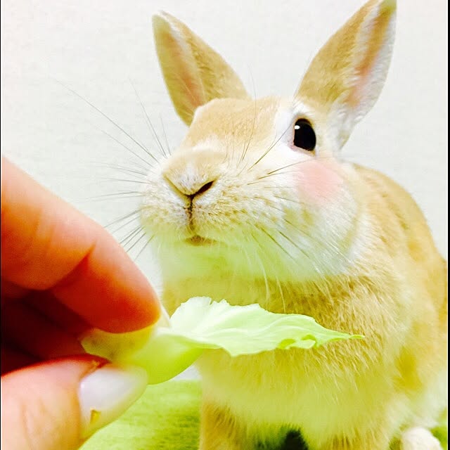khj1974さんの実例写真