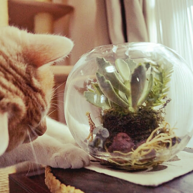 kobakissaさんの実例写真