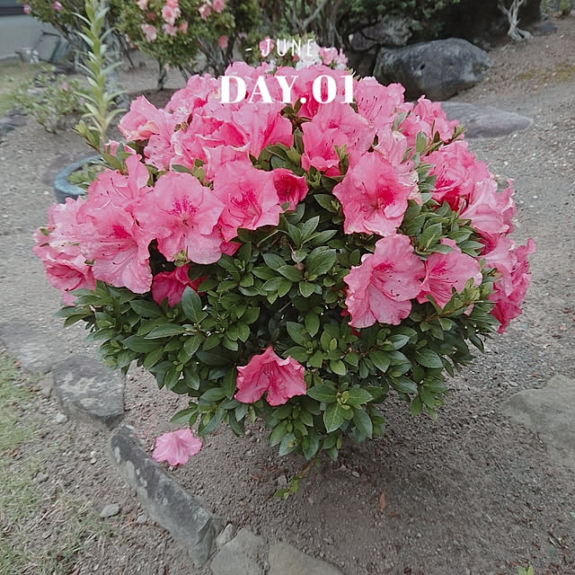 kokinさんの実例写真