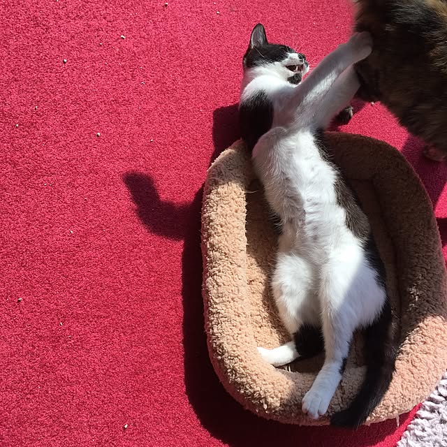 mikomaruさんの実例写真