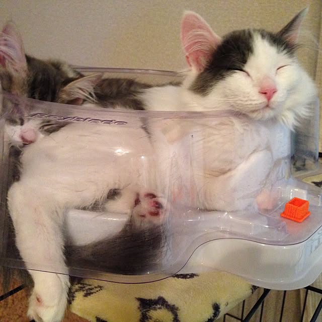 fuuさんの実例写真