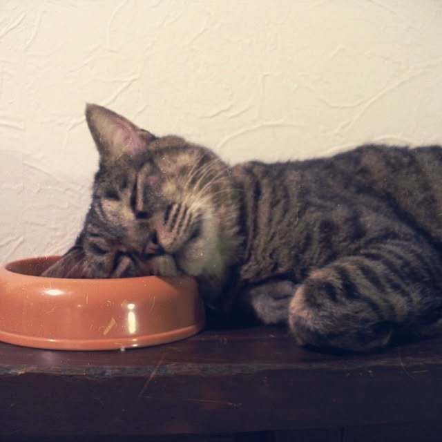 jnkaiさんの実例写真