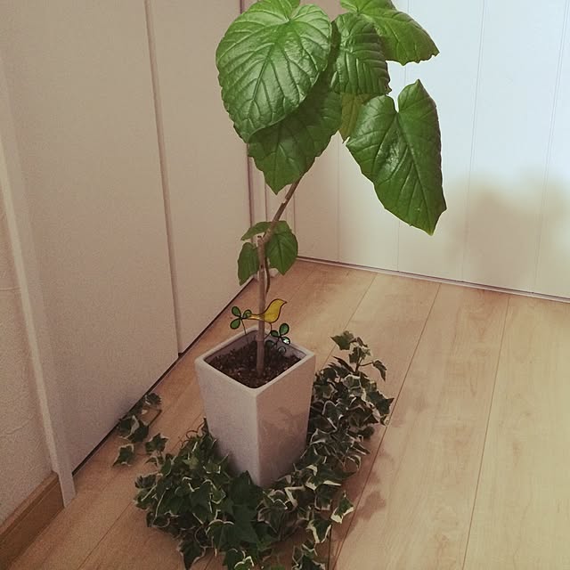 リビング/植物/手作り/観葉植物のインテリア実例 - 2015-02-04 07:54:26