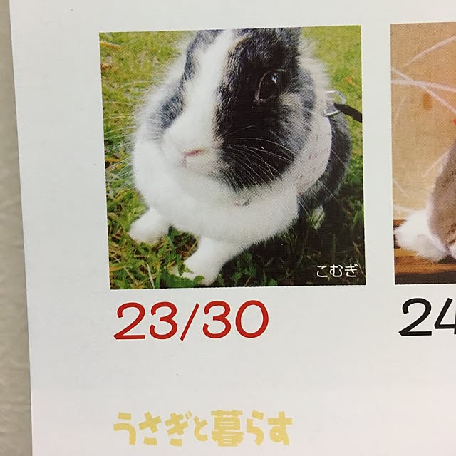 komugiさんの実例写真