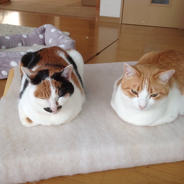 Kinanさんの実例写真