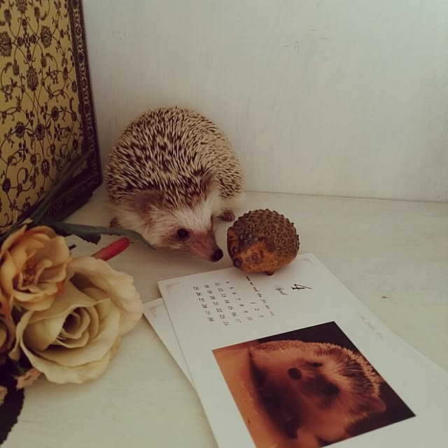 kuruさんの実例写真