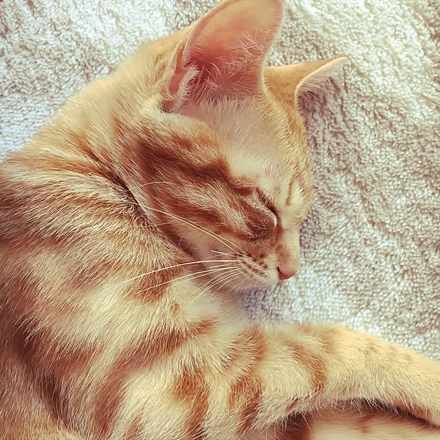 miyamiさんの実例写真