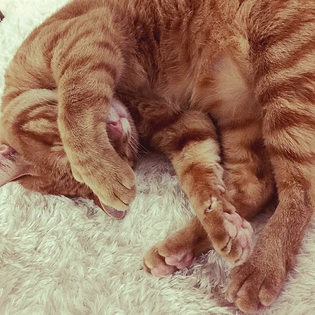 aknmamaさんの実例写真