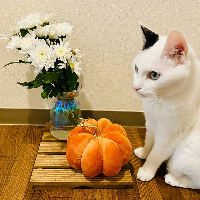 YUKAさんの実例写真