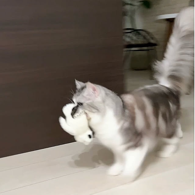 cotoriさんの部屋