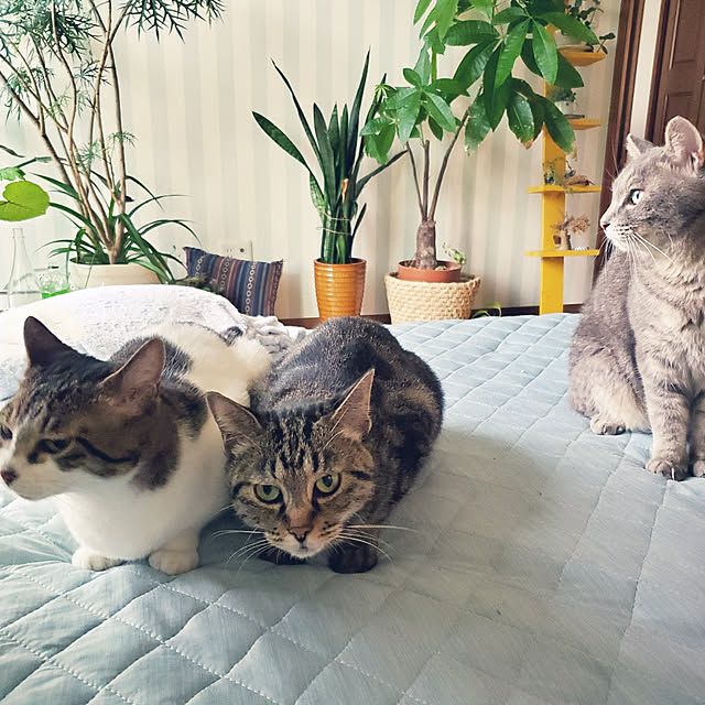 hiroさんの実例写真