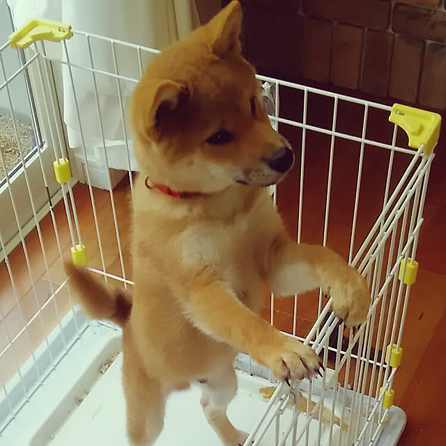 kenkenさんの実例写真