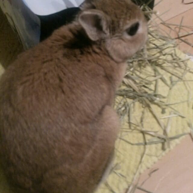 acaさんの実例写真