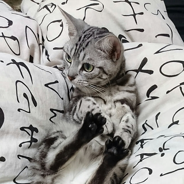 CatClipさんの実例写真