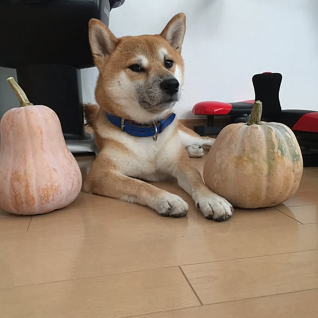 kotaさんの実例写真