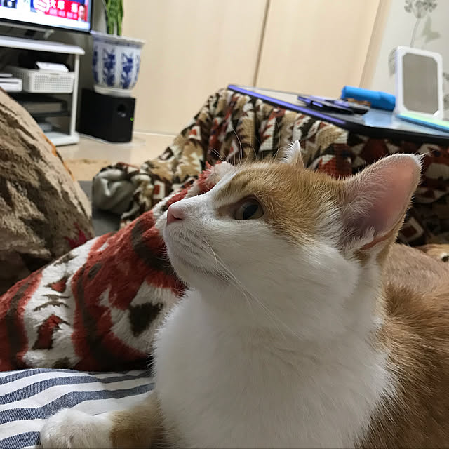 Toyomiさんの実例写真