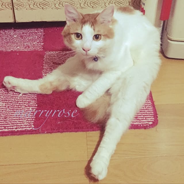maria.rさんの実例写真