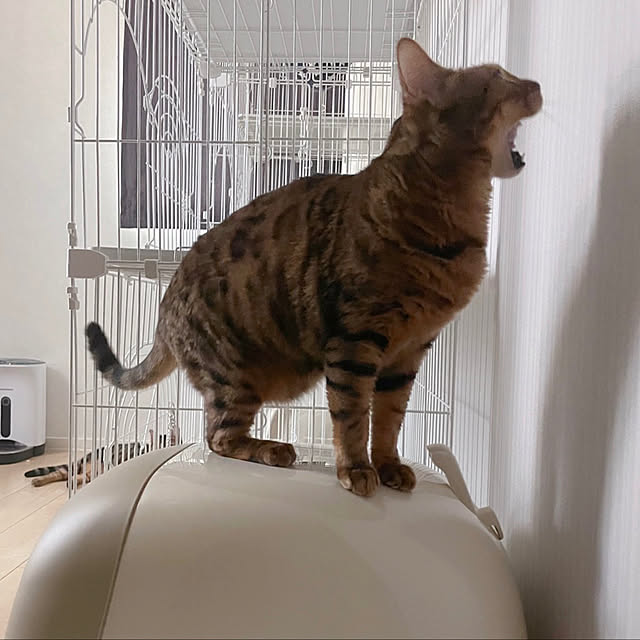 猫ちゃん想い/ねこと暮らす/ニャンとも清潔トイレ/ねこのいる日常/猫トイレ...などのインテリア実例 - 2022-05-26 09:53:13