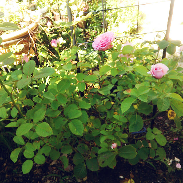 Tomopさんの実例写真