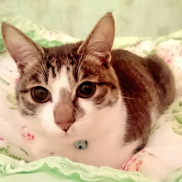 totoko3927さんの実例写真