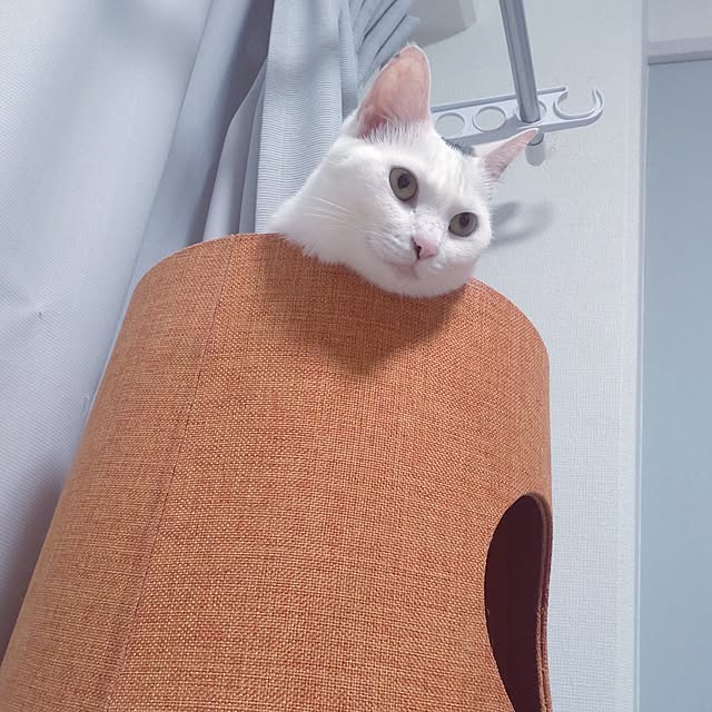 hirukumaさんの実例写真