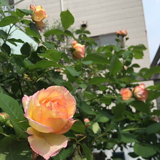nico8さんの実例写真