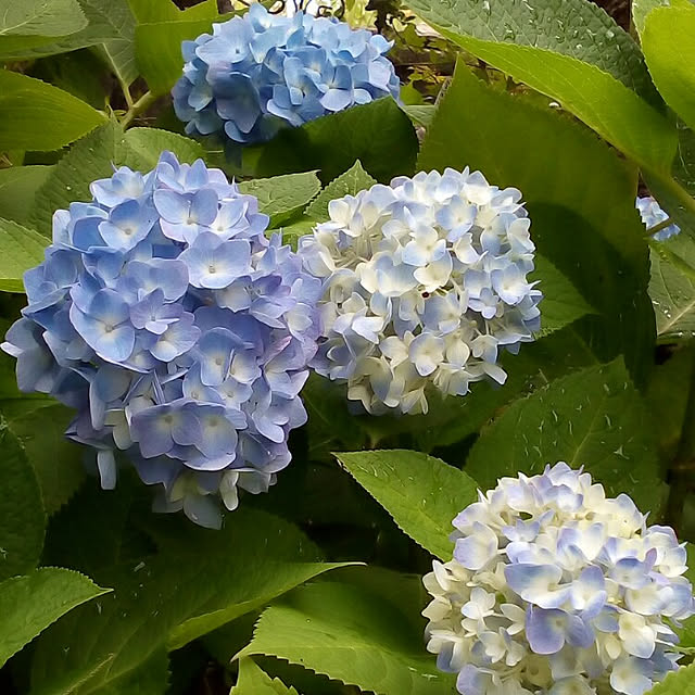 mariagardenさんの実例写真
