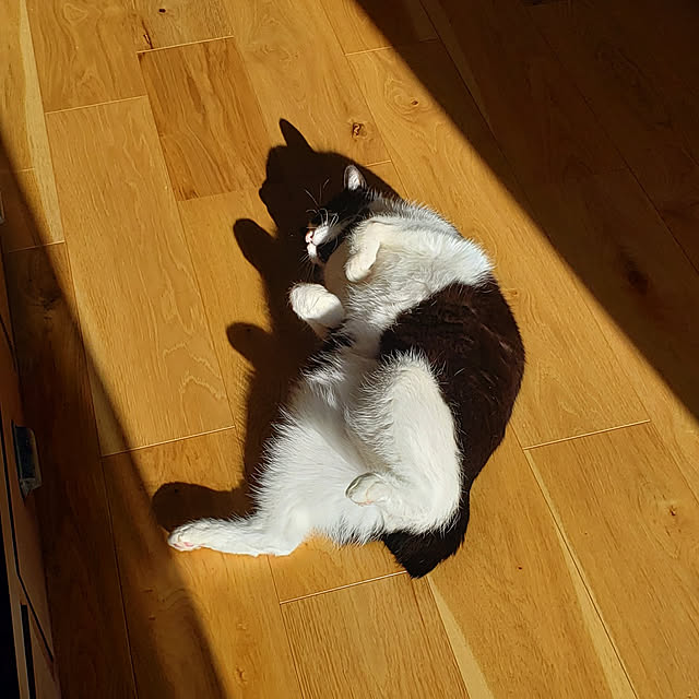 nyagosanさんの実例写真