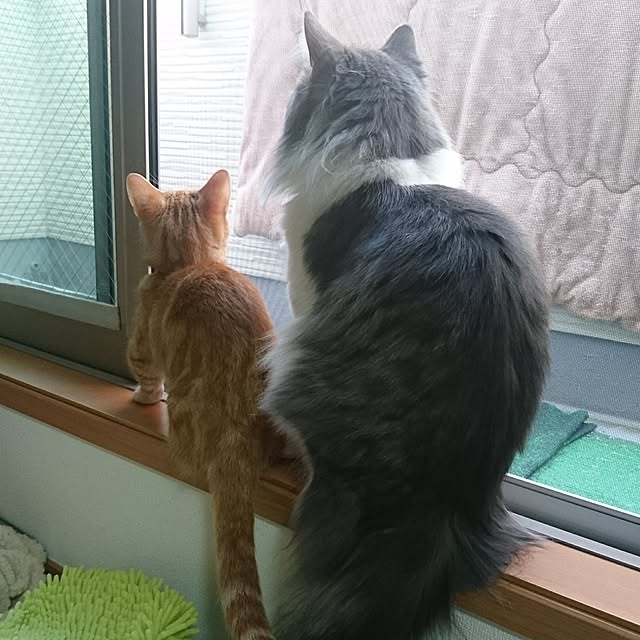 shinobuさんの実例写真