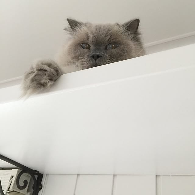 yuchiさんの実例写真