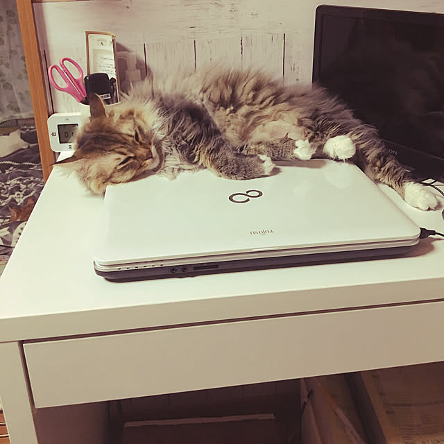 CATさんの実例写真