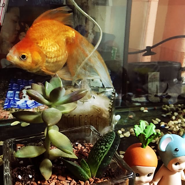 棚/観葉植物のインテリア実例 - 2016-05-08 23:54:21