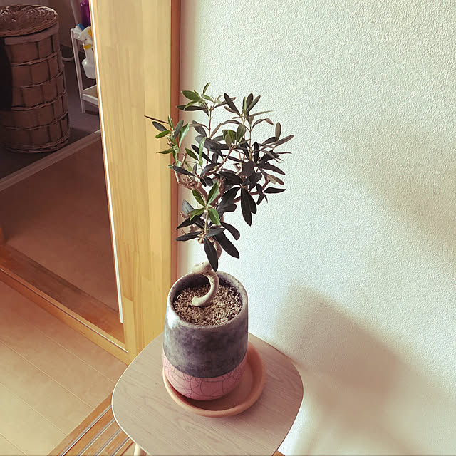 リビング/観葉植物のインテリア実例 - 2018-05-06 14:35:42