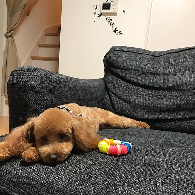 akiasaさんの実例写真