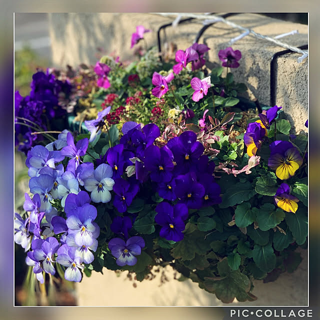 yukarin-gardenさんの実例写真