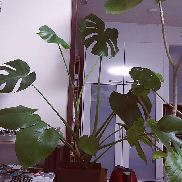 jackieさんの実例写真