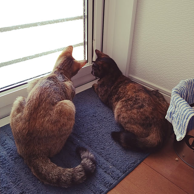 mamekoさんの実例写真