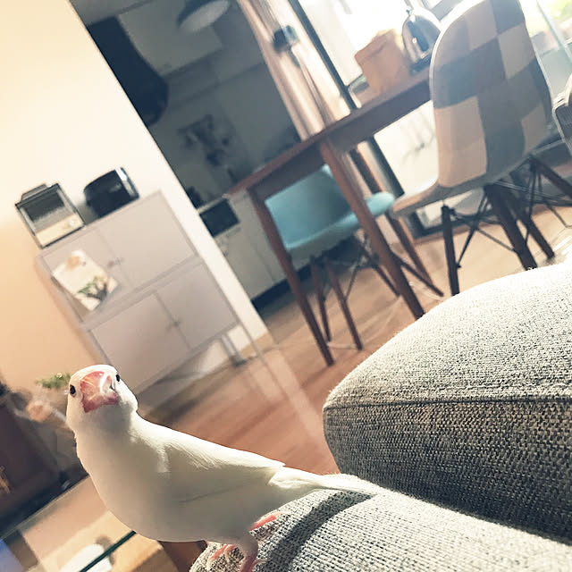 koro5oさんの実例写真