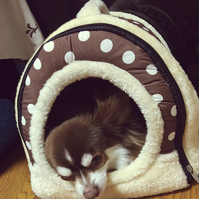 chIoeさんの実例写真
