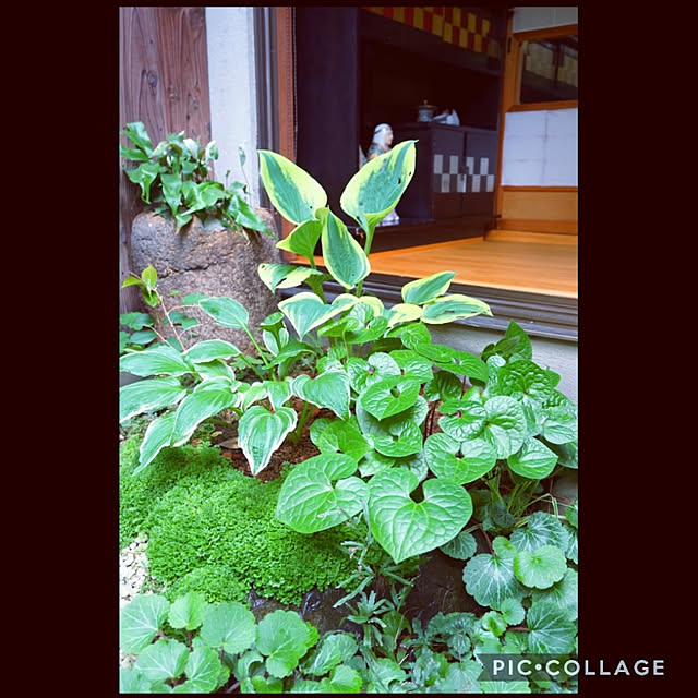 aromameさんの実例写真