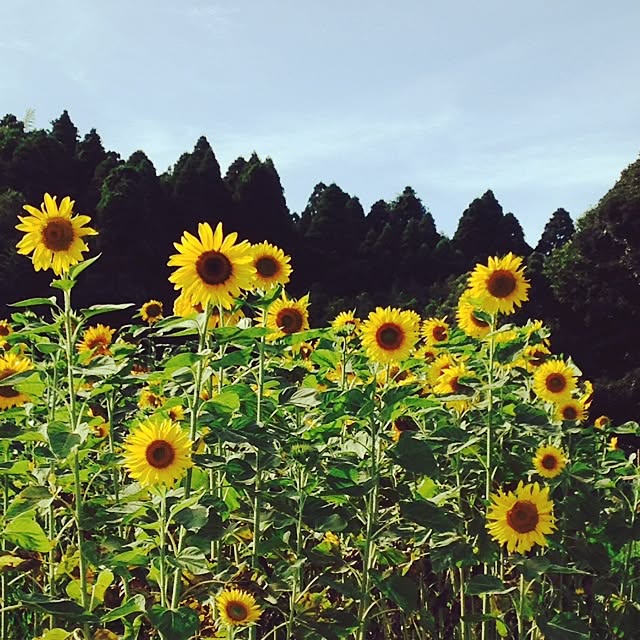 hikariさんの実例写真