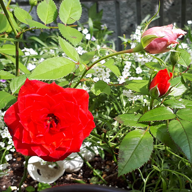 部屋全体/薔薇/お庭のお花♡/しょくぶつのある暮らし/駐車場からお庭へ‥…...などのインテリア実例 - 2020-10-26 18:56:57