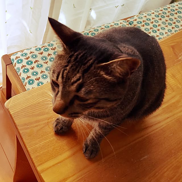 nyan.73さんの実例写真