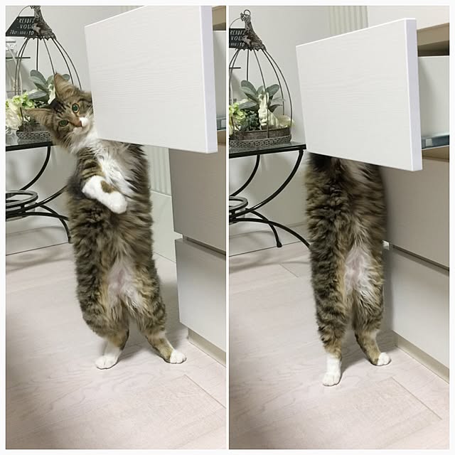yuchiさんの実例写真