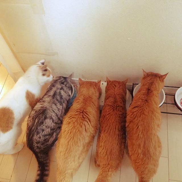 konekoさんの実例写真