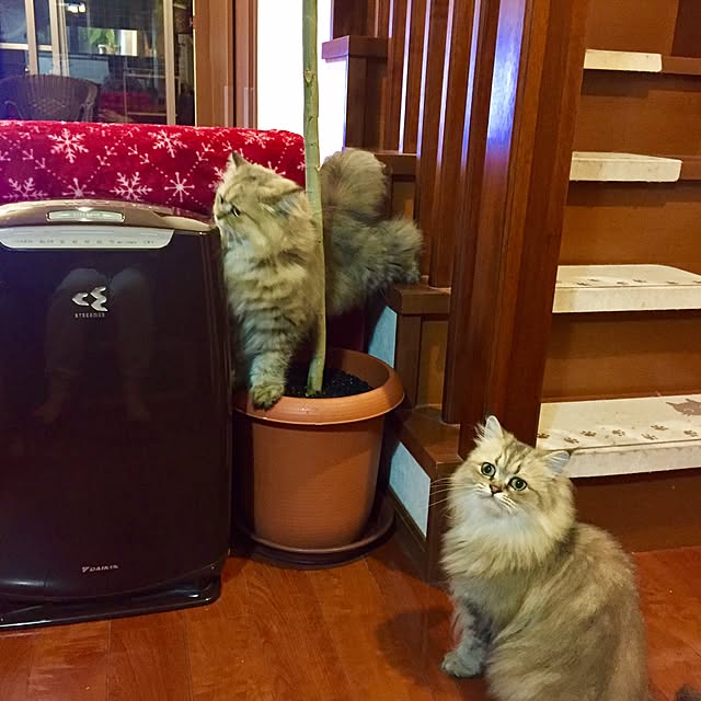 butachanさんの実例写真