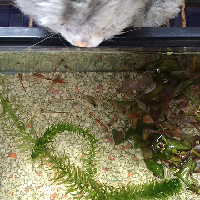 p.mamaさんの実例写真