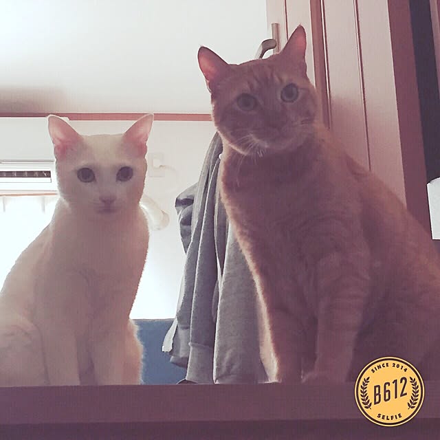 Tomoさんの実例写真