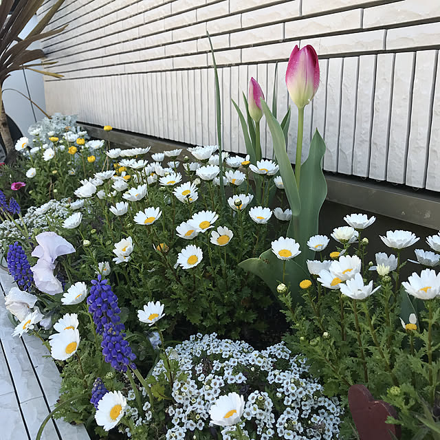 dmamaさんの実例写真