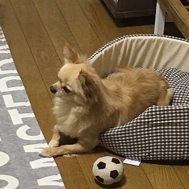 chi-koさんの実例写真